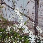 Spiraea prunifolia Floare