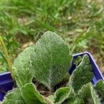 Erigeron pulchellus Leaf