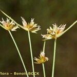 Juncus capitatus Otro