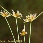 Juncus capitatus Annet