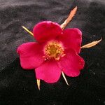 Rosa macrophylla