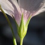 Linum tenuifolium Flower