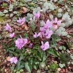 Cyclamen hederifolium Habit