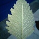 Sorbus mougeotii Leaf