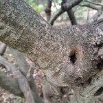 Pittosporum viridiflorum Bark