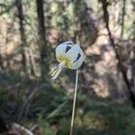 Erythronium klamathense Цветок