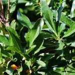 Pyracantha angustifolia Deilen