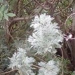 Artemisia arborescensFrunză