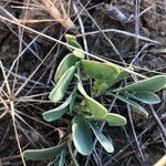 Coronilla scorpioides List