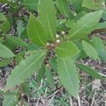 Laurus nobilis Leaf