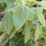 Silene laciniata Leaf