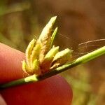 Cyperus laevigatus Квітка