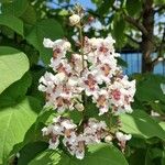 Catalpa bignonioidesফুল