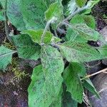 Hieracium maculatum Leaf