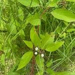 Cornus sericeaBlad