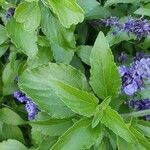 Salvia farinacea Leaf