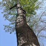 Populus × tomentosa Corteza