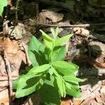 Vaccinium pallidum Fuelha