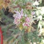 Echinophora spinosa Blüte