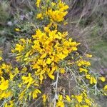 Cytisus galianoi Flower