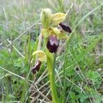 Ophrys lupercalis Mosusu