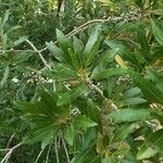 Morella cerifera Hoja