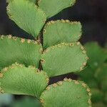Adiantum hispidulum Frucht