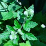 Anemone hupehensis Sonstige