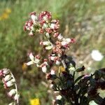 Artemisia verlotiorum Květ