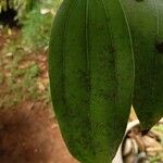 Cinnamomum verumഇല