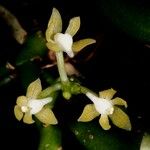 Tuberolabium papuanum Λουλούδι