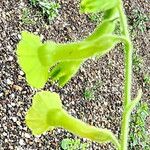 Nicotiana rustica 花