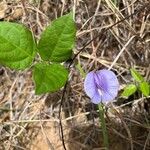 Centrosema virginianum Flower