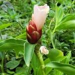 Costus spicatus Fuelha