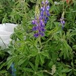 Lupinus albifrons Blüte