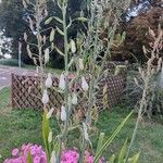 Ornithogalum candicans Lorea