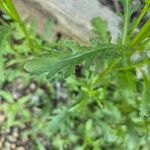 Leucanthemum heterophyllum 葉