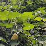 Sechium edule Συνήθη χαρακτηριστικά