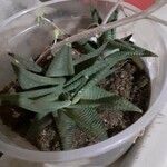 Haworthia limifolia Leaf