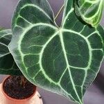 Anthurium clarinervium Yaprak