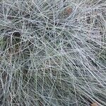 Festuca glauca List