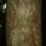 Pouteria reticulata Corteza