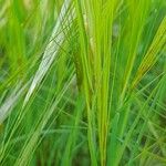 Stipa capensis Blomma