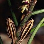 Luisia teretifolia ഫലം