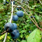 Prunus spinosa Fruto