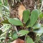 Gastrolepis austrocaledonica Leaf