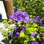 Duranta erecta Flower