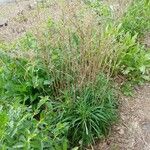 Symphyotrichum pilosum 形態