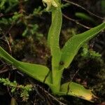 Platanthera hyperborea Leaf