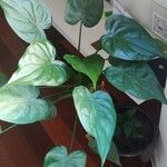 Alocasia cucullata Leaf